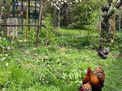 Bild 6:Reinrassiger Gelb-Schwarz Gesäumter Orpingtonhahn