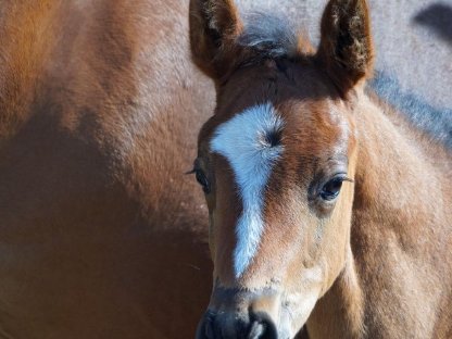 Bild 4:Ein Hengstanwärter mit viel Charme und Charisma
