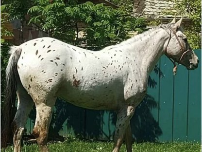 Ganz liebe Appi-Stute sucht neues Zuhause
