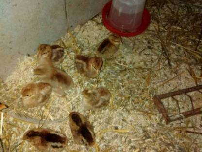 Bielefelder Kennhuhn Küken