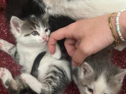 Babykatzen, weiß/grau/schwarz