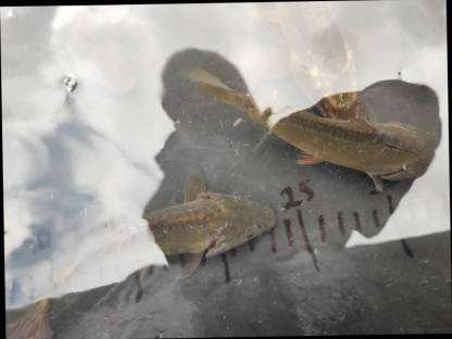 Bild 3:Spiegelkarpfen, Zeiler, Karpfen-Koi-Mischung