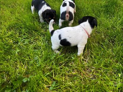 Jack Russell Terrier Welpen