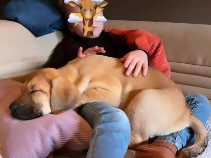 Bild 5:Broholmer Welpen - Dänischer Königshund