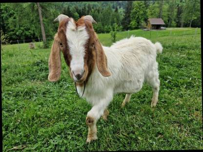 Burenziegenbock
