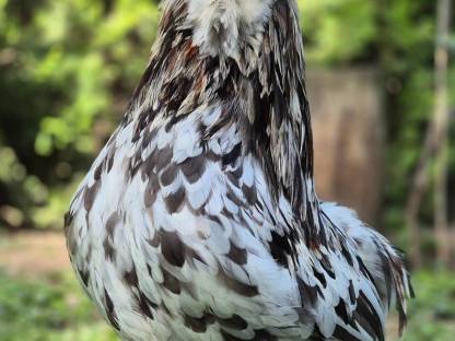 Araucana Hahn Splash