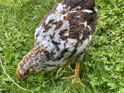 Schwedischer Blumenhuhn Hahn