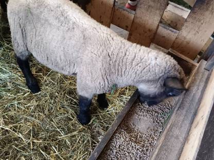 Bild 2:Schwarzkopf Jungwidder