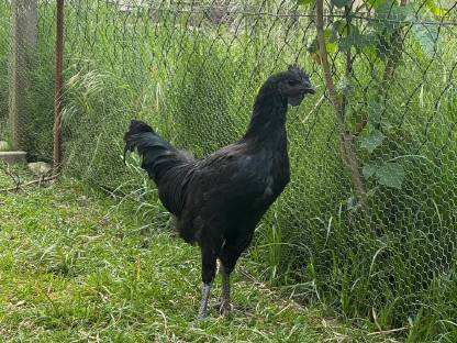 Ayam Cemani Hahn