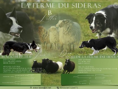 Bild 9:Border Collie Welpen