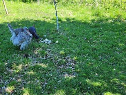 Bild 3:Puten, Truthahn