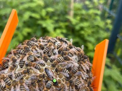 Bild 2:Carnica standbegattet F1 Königin aus 2025 Bienen