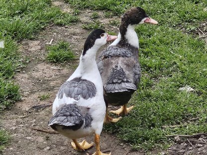 Warzenenten, Moschusenten