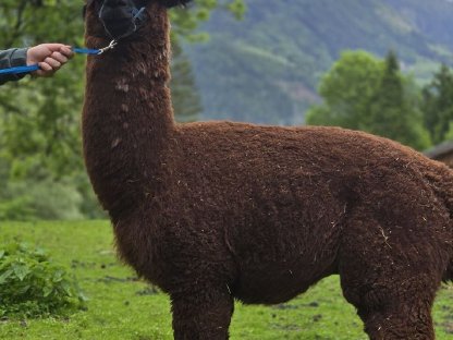 Bild 2:Alpaka Deckhengst