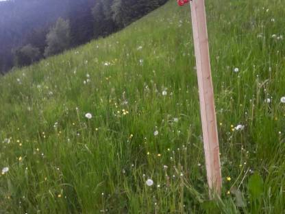 Weidezaunstipfel, Weidezaun, Lärche