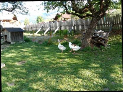 Pommern Gans