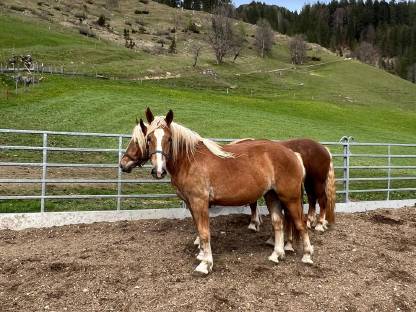 Bild 4:Fuchsstute 2-jährig