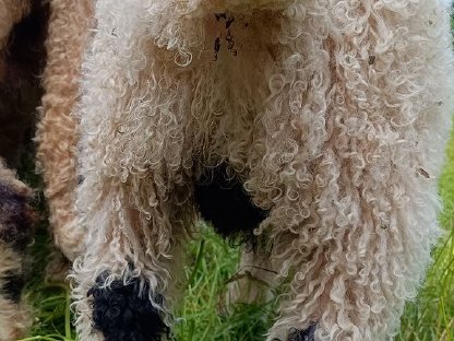 Bild 4:BIO Walliser Schwarznasen Widderlamm JOHANNES herdbuchfähig