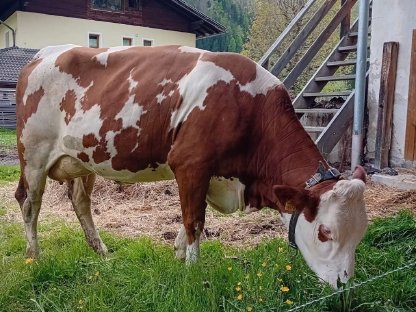 Fleckvieh Jungkuh zu verkaufen