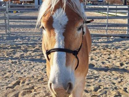 Haflinger mit toller Bewegung und Charakter