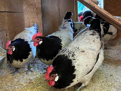 Bild 3:Lakenfelder Zuchtstamm