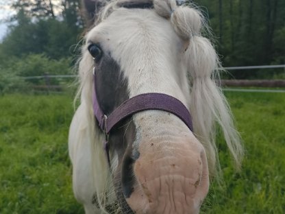 Tinker Stute Beistellpferd