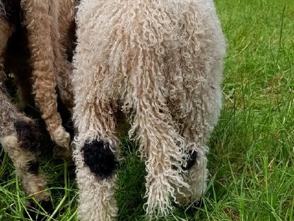 Bild 5:BIO Walliser Schwarznasen Widderlamm JOHANNES herdbuchfähig