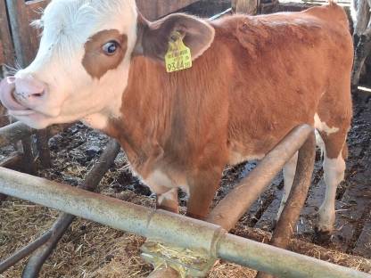 Bio Kalb weiblich