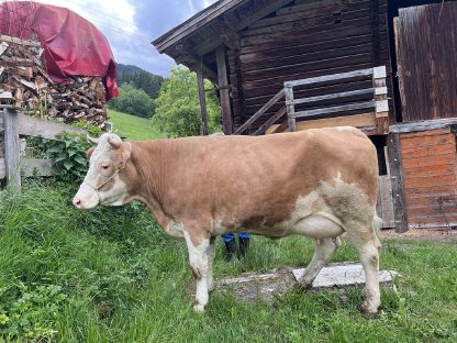 Bild 2:Erstlingskuh
