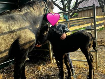 Bild 6:Dartmoor Ponyfohlen zu verkaufen