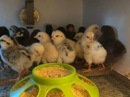 Bild 6:Bruteier von Rasse-Mix-Hühnern