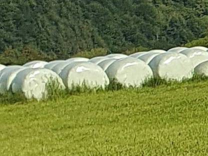 Siloballen wegen Betriebsumstellung abzugeben