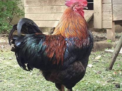 Bild 4:Bruteier von reinrassigen Maran schwarz-kupfer