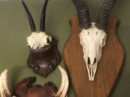 Bild 4:Krickerl, Geweihe, Jagdtrophäen, Reh, Gams, Wildschwein