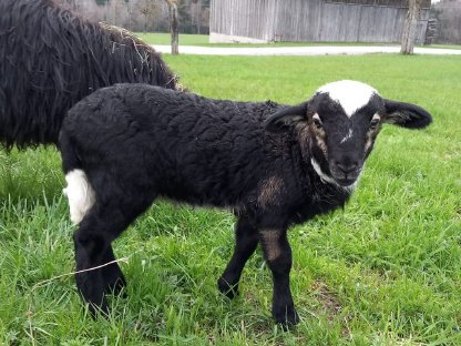 Bock Lamm Krainer Steinschaf
