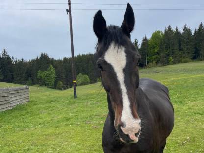 Pferd niederländisches Warmblut