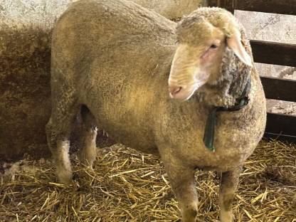 Bild 2:Merino Zuchtwidder