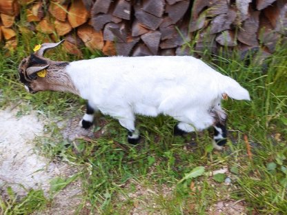 Ziegenkitze