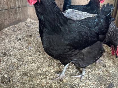 Marans Hennen