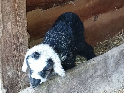Bild 3:Krainer Steinschafbocklamm - NICHT zur Schlachtung