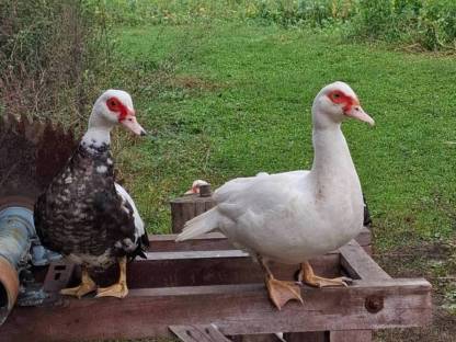 Enten