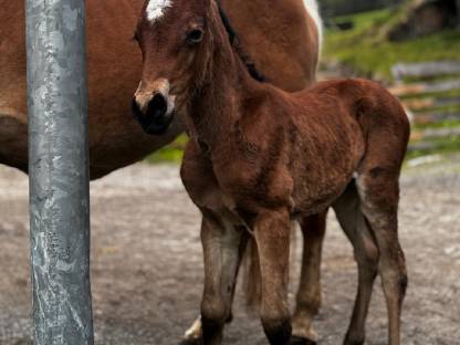 Bild 2:Haflinger-Araber Stutfohlen