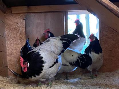 Bild 4:Lakenfelder Zuchtstamm