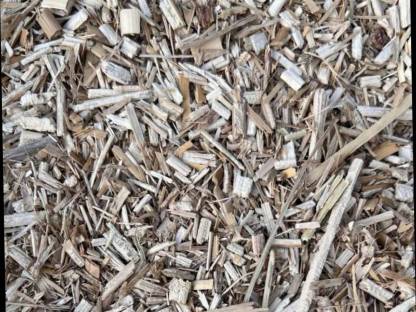 Miscanthus, Elefantengras