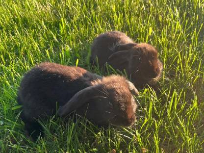 Bild 3:Verschenke Hase Deutsche Riesenschecken