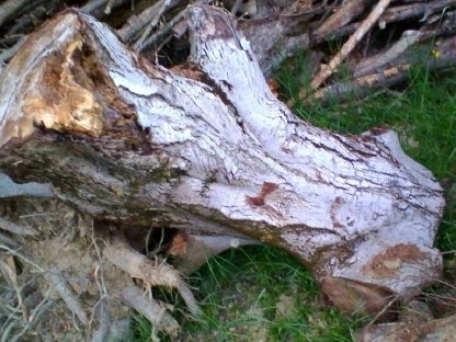 Bild 3:Alte Apfel- und Walnussbäume