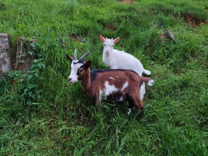 Bild 2:Ziegenkitze zu verkaufen