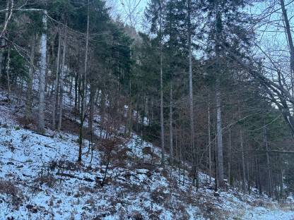 Bild 6:Verkaufe Wald