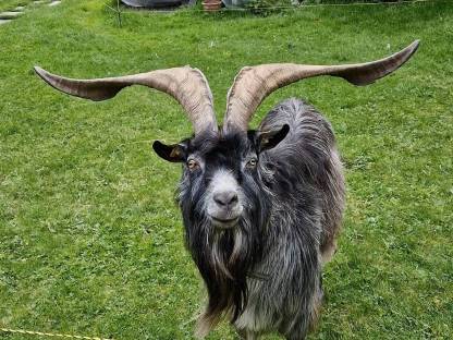 Bild 4:Blobe Bockkitz, Blobe Ziegenbock, Goasbock