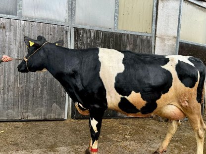 Holstein Kuh und RF Kalbinnen